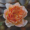 Tonico Viso alla Rosa Centifolia, 200 ml - Fitocose 2